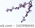 Ume flower 142996640
