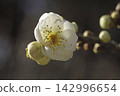 Ume flower 142996654
