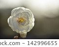 Ume flower 142996655