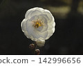 Ume flower 142996656