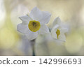 Narcissus 142996693