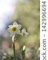 Narcissus 142996694