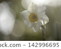 Narcissus 142996695