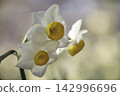 Narcissus 142996696