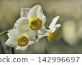 Narcissus 142996697