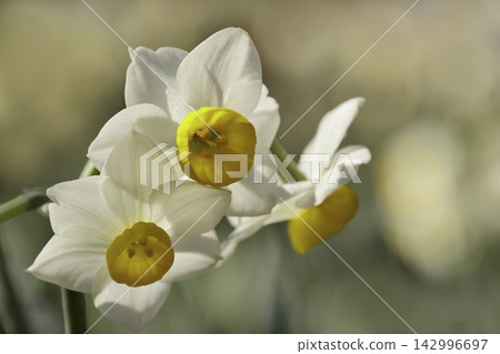 Narcissus Narcissus 142996697