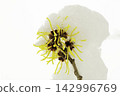 Snow-covered witch hazel 142996769