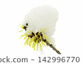 Snow-covered witch hazel 142996770