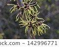 Mansaku 142996771