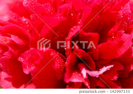 Close view of red flower petals with water droplets on them 142997133