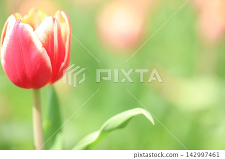 Tulips bathed in spring light Tulips bathed in spring light 142997461