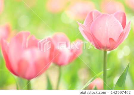 Tulips bathed in spring light Tulips bathed in spring light 142997462