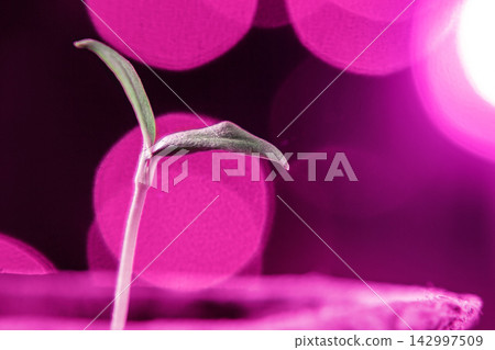 Macro Seedling Sprout with Pink Bokeh Botanical Background Macro Seedling Sprout with Pink Bokeh Botanical Background 142997509