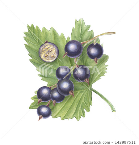 Blackcurrant cluster, half berry, leaf. Hand-painted watercolor illustration isolated on white for packaging, branding, food label, logo, recipes, menu, jam, beverages, textile, cosmetic, print design Blackcurrant cluster, half berry, leaf. Hand-painted watercolor illustration isolated on white for packaging, branding, food label, logo, recipes, menu, jam, beverages, textile, cosmetic, print design 142997511