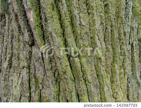 Old bark tree texture. Natural wood surface pattern, old tree skin 142997785