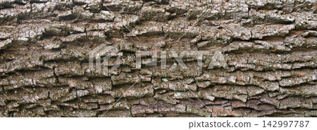 Old bark tree texture. Natural wood surface pattern, old tree skin Old bark tree texture. Natural wood surface pattern, old tree skin 142997787
