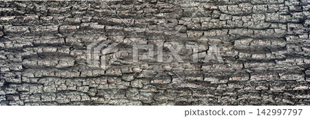 Old bark tree texture. Natural wood surface pattern, old tree skin Old bark tree texture. Natural wood surface pattern, old tree skin 142997797
