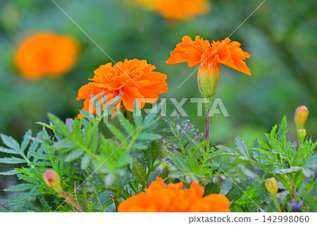 Marigolds at Shiroyama Park Marigolds at Shiroyama Park 142998060
