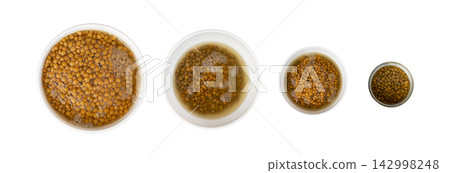 Cooked lentil, boiled green lentils Cooked lentil, boiled green lentils 142998248