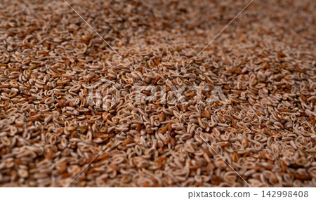 Plantago ovata seeds, Psyllium husk, isabgol dietary fiber or ispaghula Plantago ovata seeds, Psyllium husk, isabgol dietary fiber or ispaghula 142998408