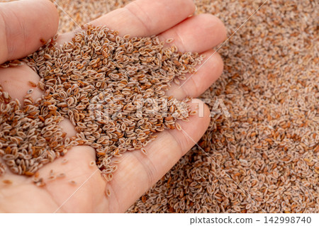 Plantago ovata seeds, Psyllium husk, isabgol dietary fiber or ispaghula Plantago ovata seeds, Psyllium husk, isabgol dietary fiber or ispaghula 142998740