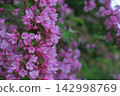 Weigela 142998769