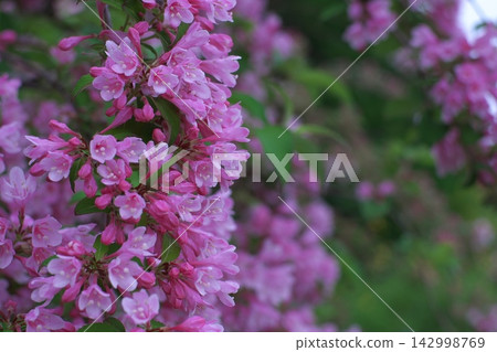 Weigela 142998769