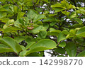 Magnolia 142998770