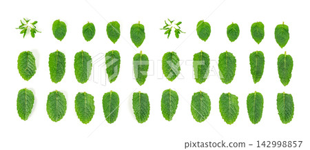Mint leaves isolated. Peppermint leaf set, green fresh mint, spearmint menthol plant close up Mint leaves isolated. Peppermint leaf set, green fresh mint, spearmint menthol plant close up 142998857