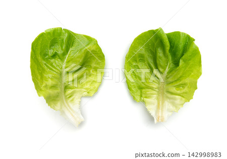 Romaine lettuce salad isolated. Cos green leaves, fresh romain salat head, raw cabbage Romaine lettuce salad isolated. Cos green leaves, fresh romain salat head, raw cabbage 142998983