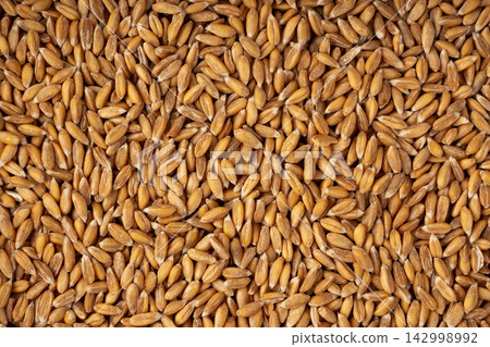 Wheat Grains Isolated, Barley Pile Wheat Grains Isolated, Barley Pile 142998992