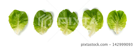 Romaine lettuce salad isolated. Cos green leaves, fresh romain salat head, raw cabbage Romaine lettuce salad isolated. Cos green leaves, fresh romain salat head, raw cabbage 142999093