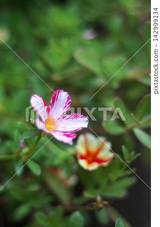 條紋馬齒莧花 條紋馬齒莧花 142999134
