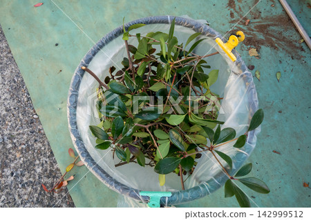Pruning branches collected in a plastic bag after pruning garden trees Pruning branches collected in a plastic bag after pruning garden trees 142999512