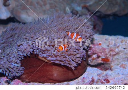 生活與海葵一起的小丑銀蓮花屬魚 生活與海葵一起的小丑銀蓮花屬魚 142999742