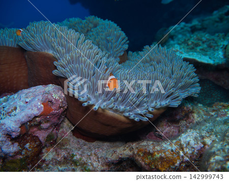 生活與海葵一起的小丑銀蓮花屬魚 142999743