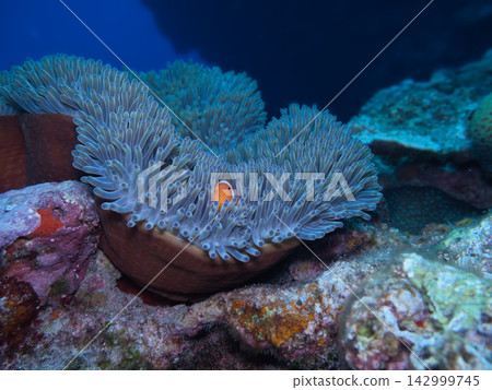 Sea anemone and clown fish Sea anemone and clown fish 142999745