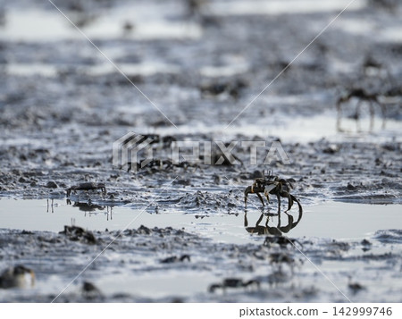 Japanese mud crabs searching for food in the tidal flats Japanese mud crabs searching for food in the tidal flats 142999746