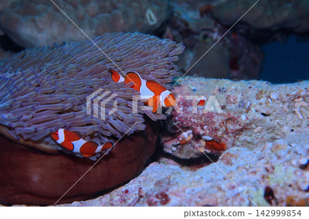 一對小丑魚躲在紫色海葵裡。 一對小丑魚躲在紫色海葵裡。 142999854