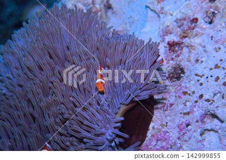 隱藏在海葵中的小丑魚 142999855