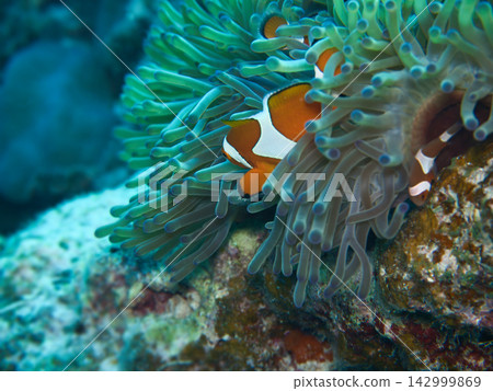 隱藏在海葵中的小丑魚 隱藏在海葵中的小丑魚 142999869