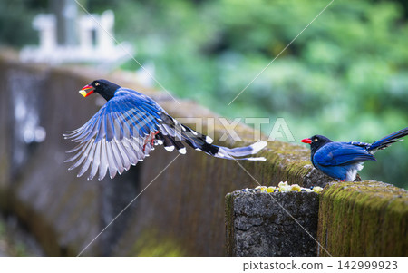 Taiwan Blue Magpie Flying with Food in Wulai, Taiwan Taiwan Blue Magpie Flying with Food in Wulai, Taiwan 142999923