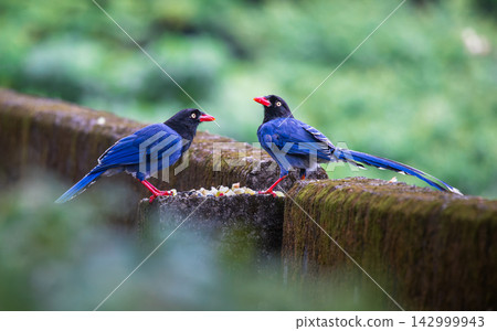 Taiwan blue magpies perched on a wall in New Taipei City Taiwan blue magpies perched on a wall in New Taipei City 142999943
