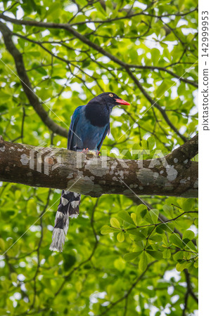 Taiwan Blue Magpie Perched on Tree Branch in Wulai Forest Taiwan Blue Magpie Perched on Tree Branch in Wulai Forest 142999953