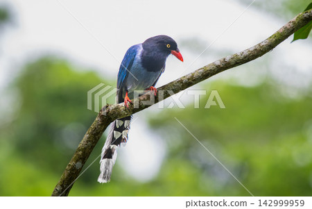 Taiwan Blue Magpie Perched on Branch in Wulai, New Taipei City Taiwan Blue Magpie Perched on Branch in Wulai, New Taipei City 142999959