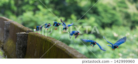 Taiwan blue magpie taking flight in Wulai, New Taipei City Taiwan blue magpie taking flight in Wulai, New Taipei City 142999960
