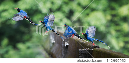 Taiwan blue magpie sequence flight in Wulai, New Taipei City Taiwan blue magpie sequence flight in Wulai, New Taipei City 142999962