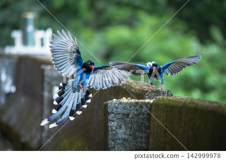 Taiwan blue magpie flying in Wulai, New Taipei City Taiwan blue magpie flying in Wulai, New Taipei City 142999978