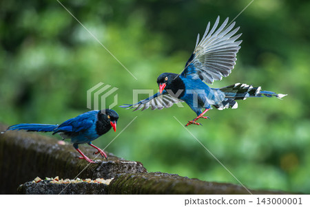 Taiwan blue magpies interacting in a forest in Wulai, New Taipei City Taiwan blue magpies interacting in a forest in Wulai, New Taipei City 143000001