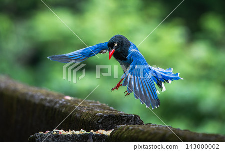 Taiwan blue magpie flying in Wulai, New Taipei City Taiwan blue magpie flying in Wulai, New Taipei City 143000002